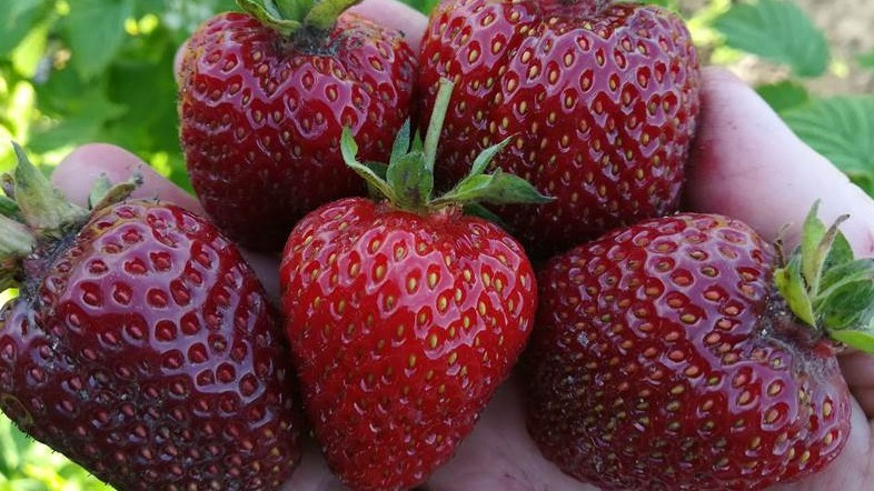 Старые сорта клубники дают стабильный урожай крупных ягод даже после 5 лет выращивания
