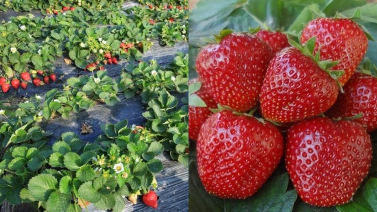 При правильной агротехнике старые сорта клубники сохраняют продуктивность 5-6 лет