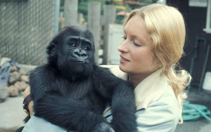 Коко и Френсис Паттерсон