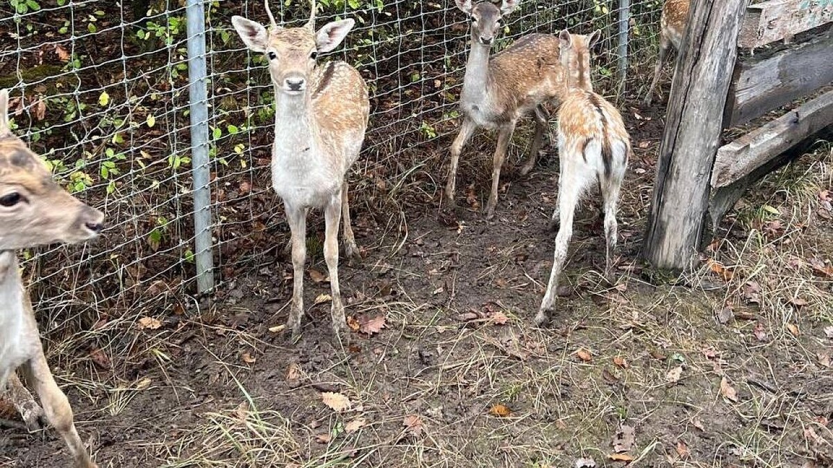    Фото: t.me/mpr_kk