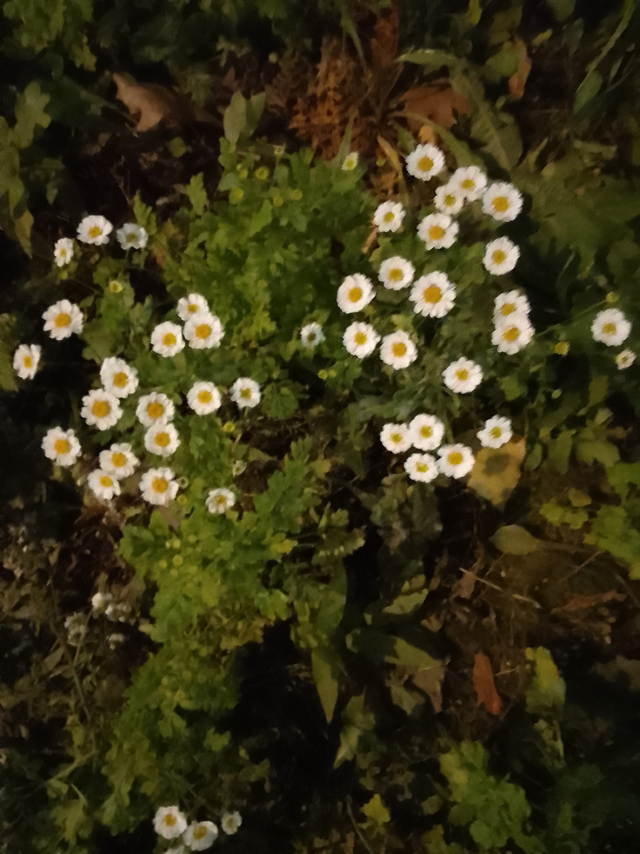 Ромашки как снежок.