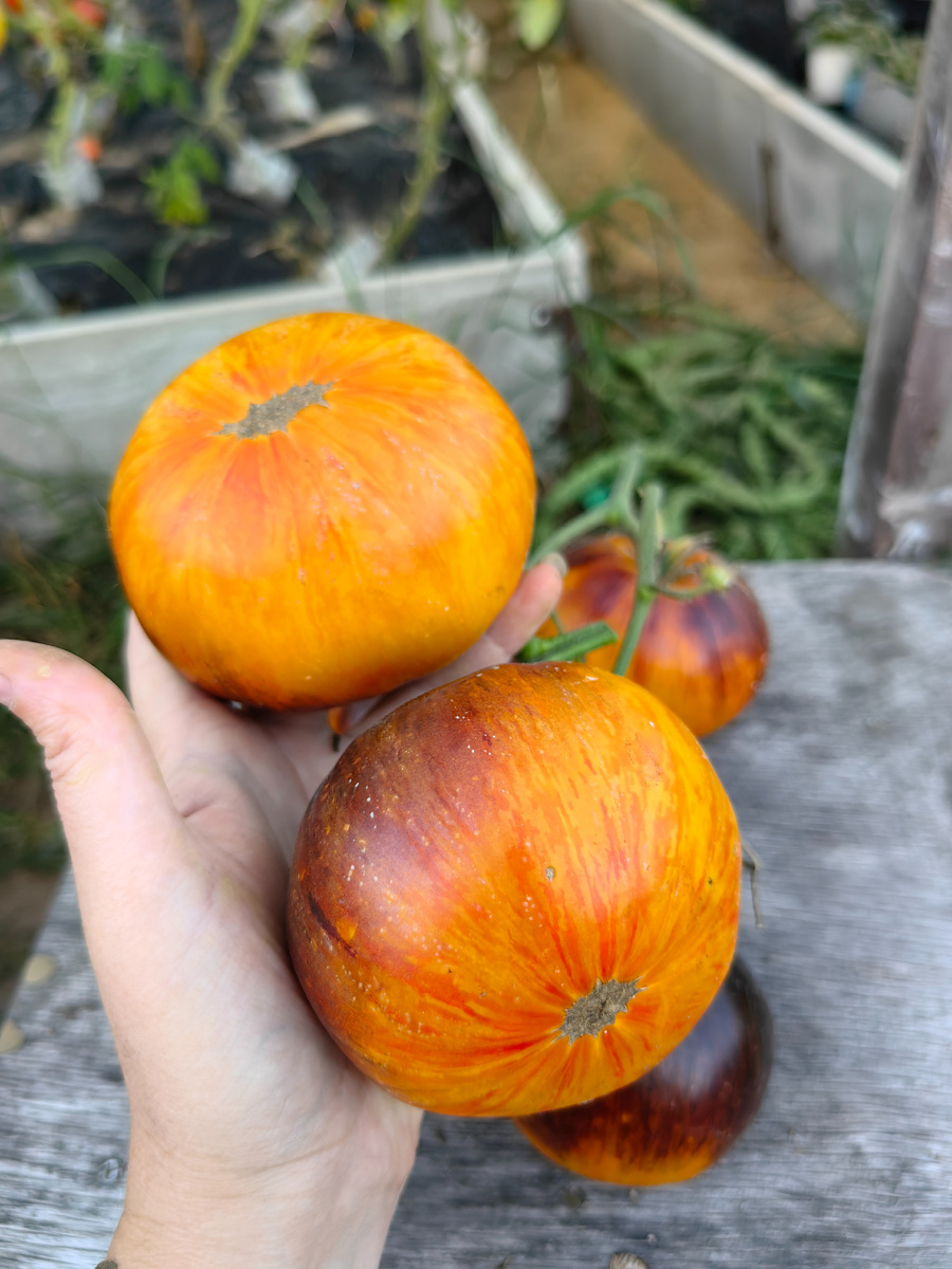 томат Аппетитные щечки 