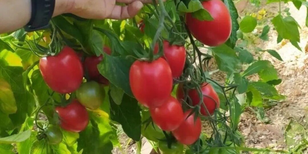 Самые вкусные помидоры для засолки и консервирования. Обзор томатов для теплицы