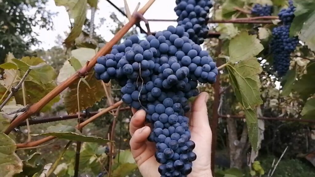 Бескосточковый виноград.