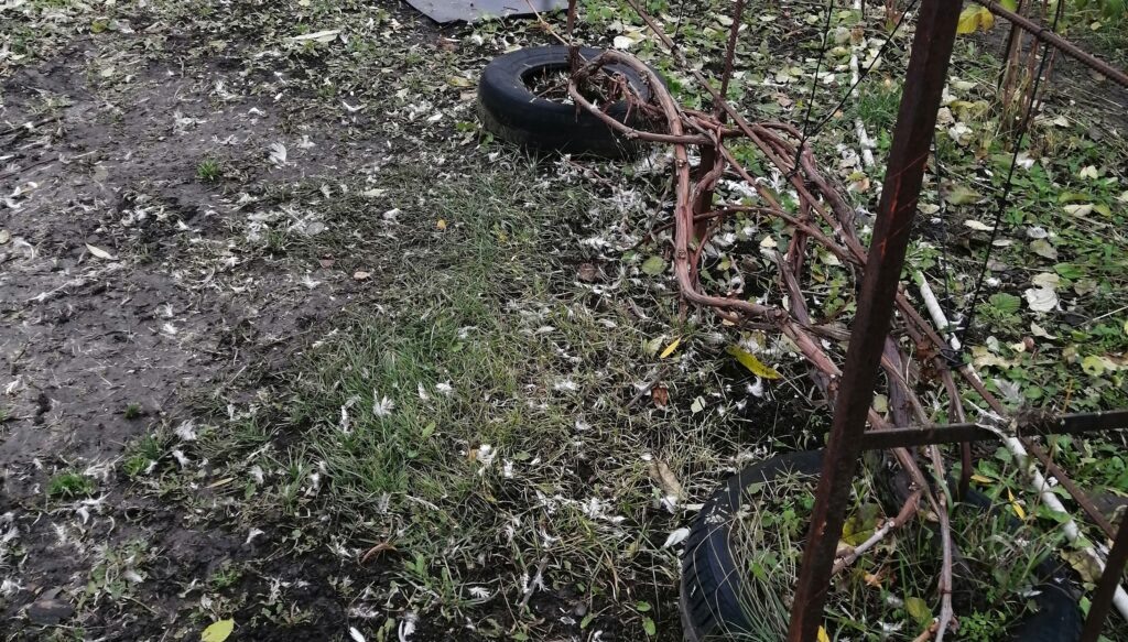 Лоза обрезанная без сучка замещения.