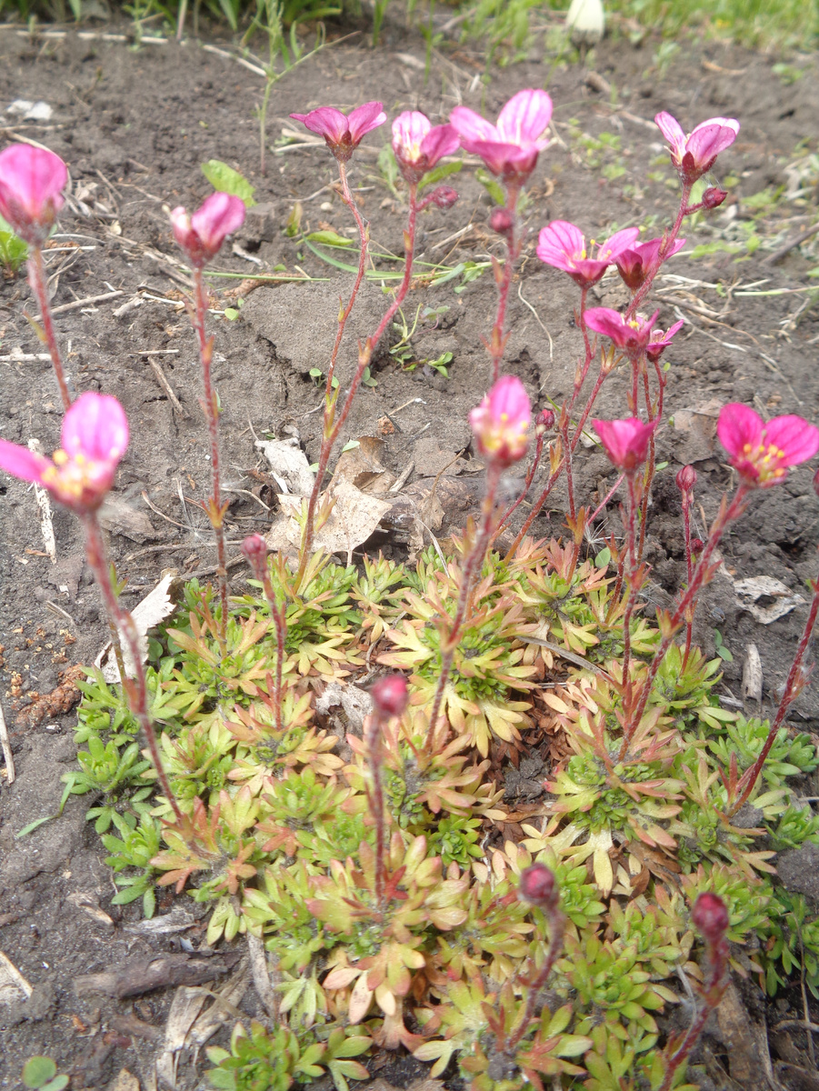 Фото моей камнеломка Арендса в саду