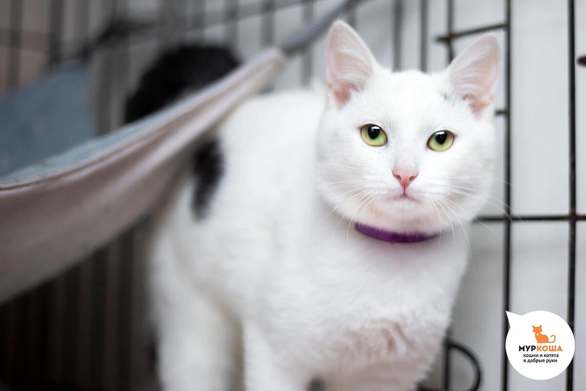 Фанагория приехала с передержки.