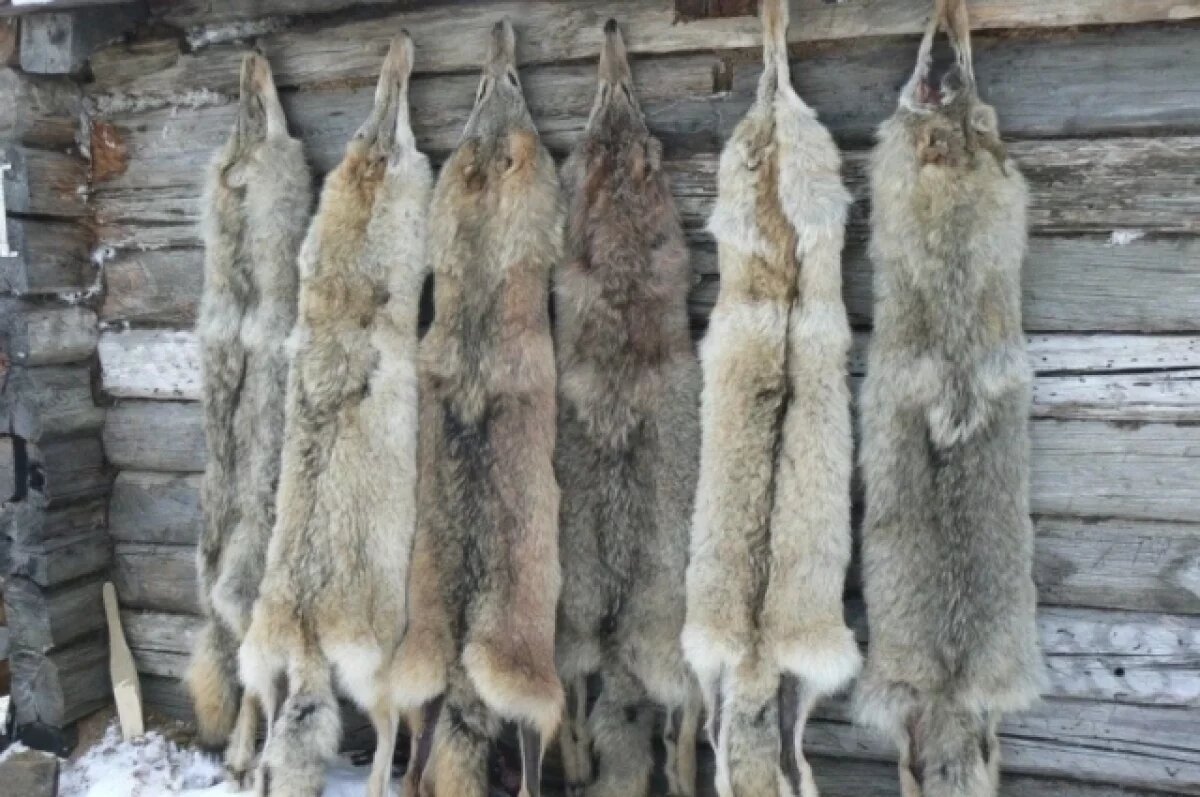    Забайкальские охотники-волчатники сдали волчьих шкур на 7,8 млн рублей
