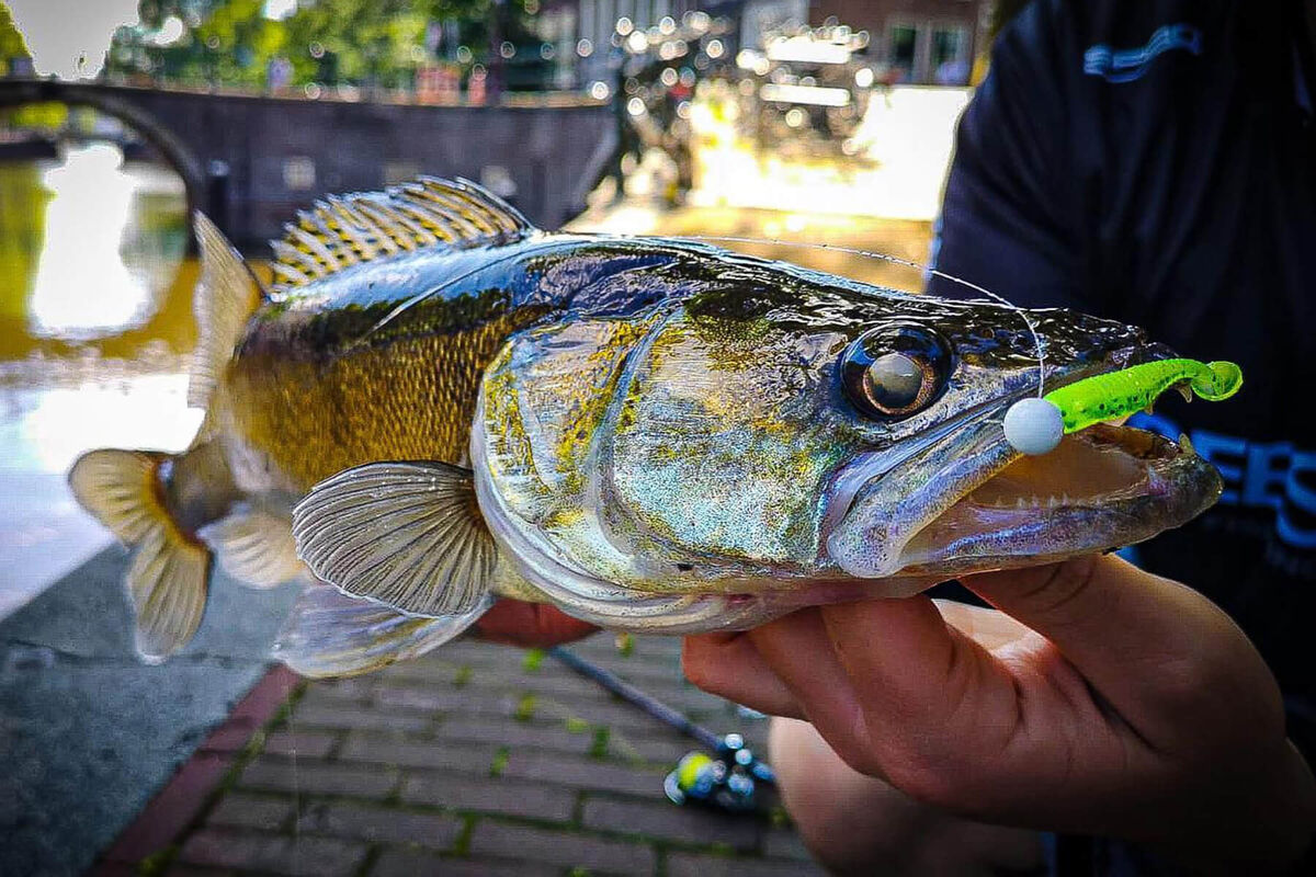 Именно судак частенько является главной целью стритфишеров