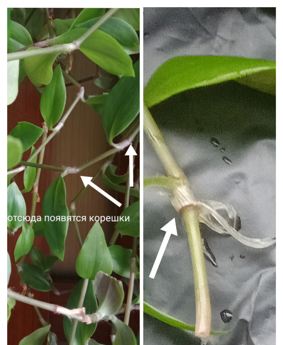 Фотоколлаж автора.