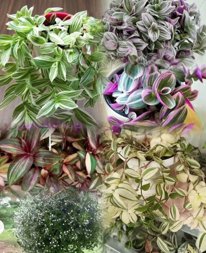 Из интернета