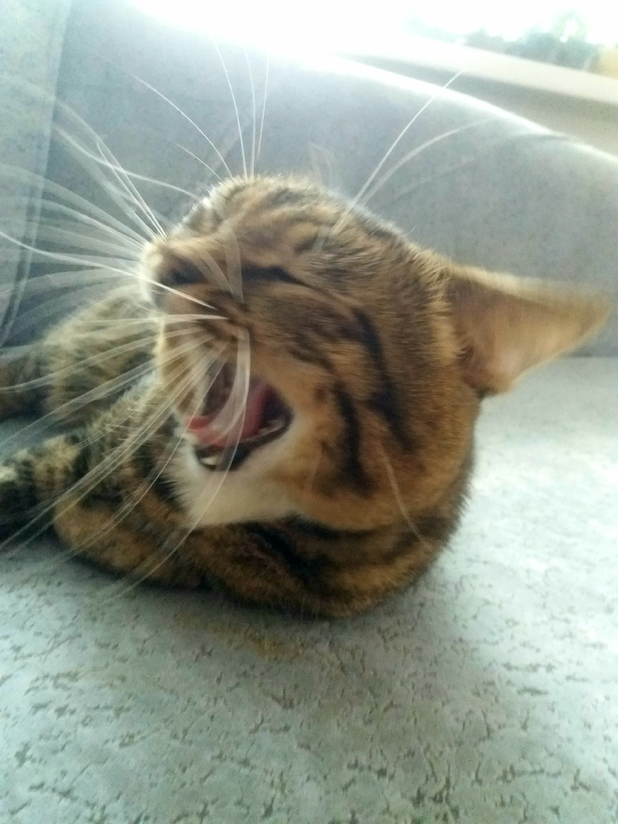 Мой хвостик!!!