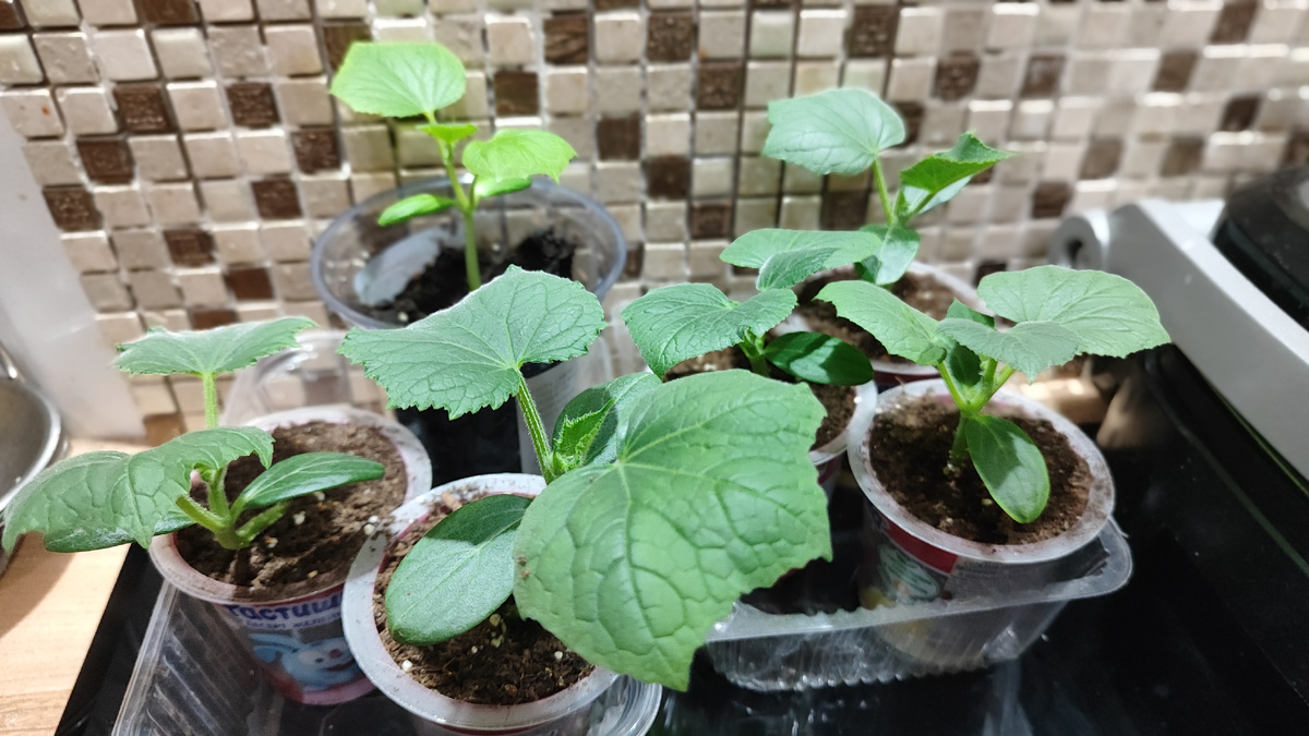 Рассаде ровно 2 недели со дня всходов