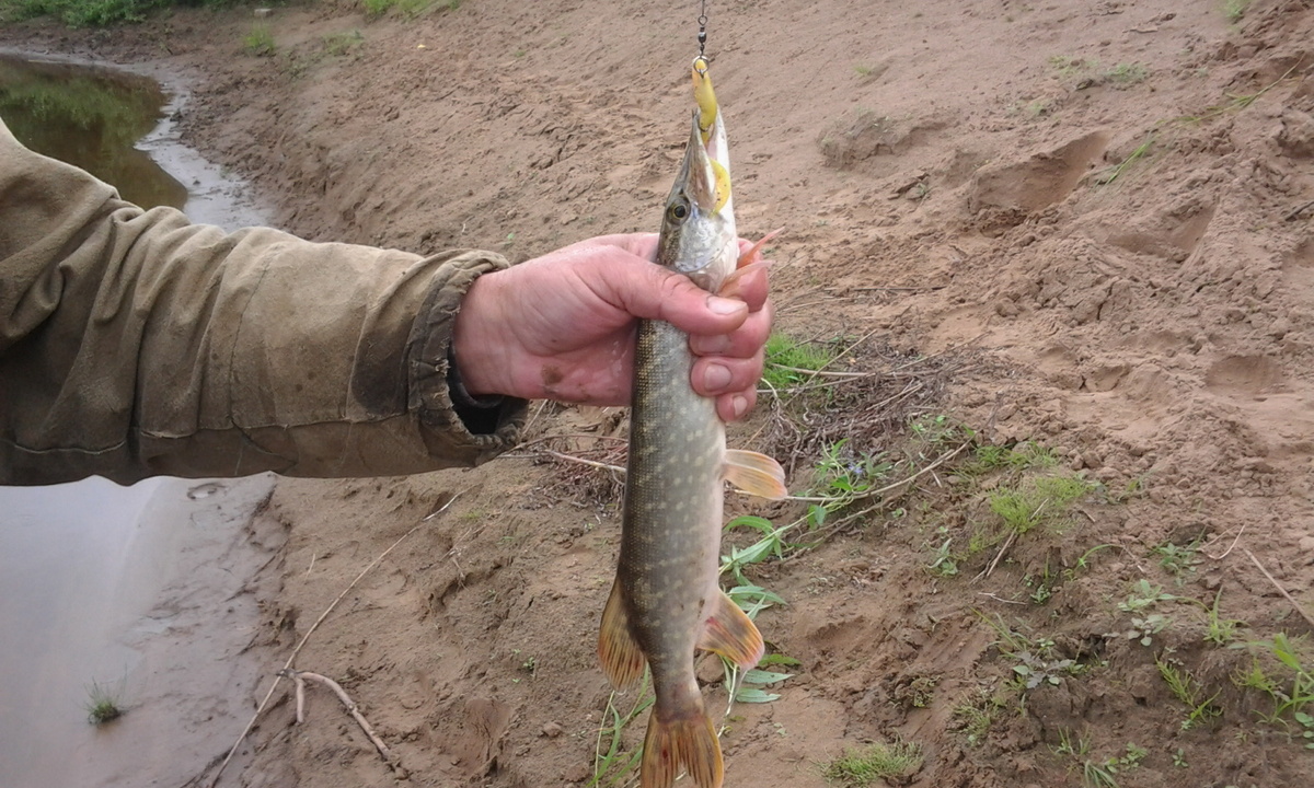 Небольшая щука. Фото автора.