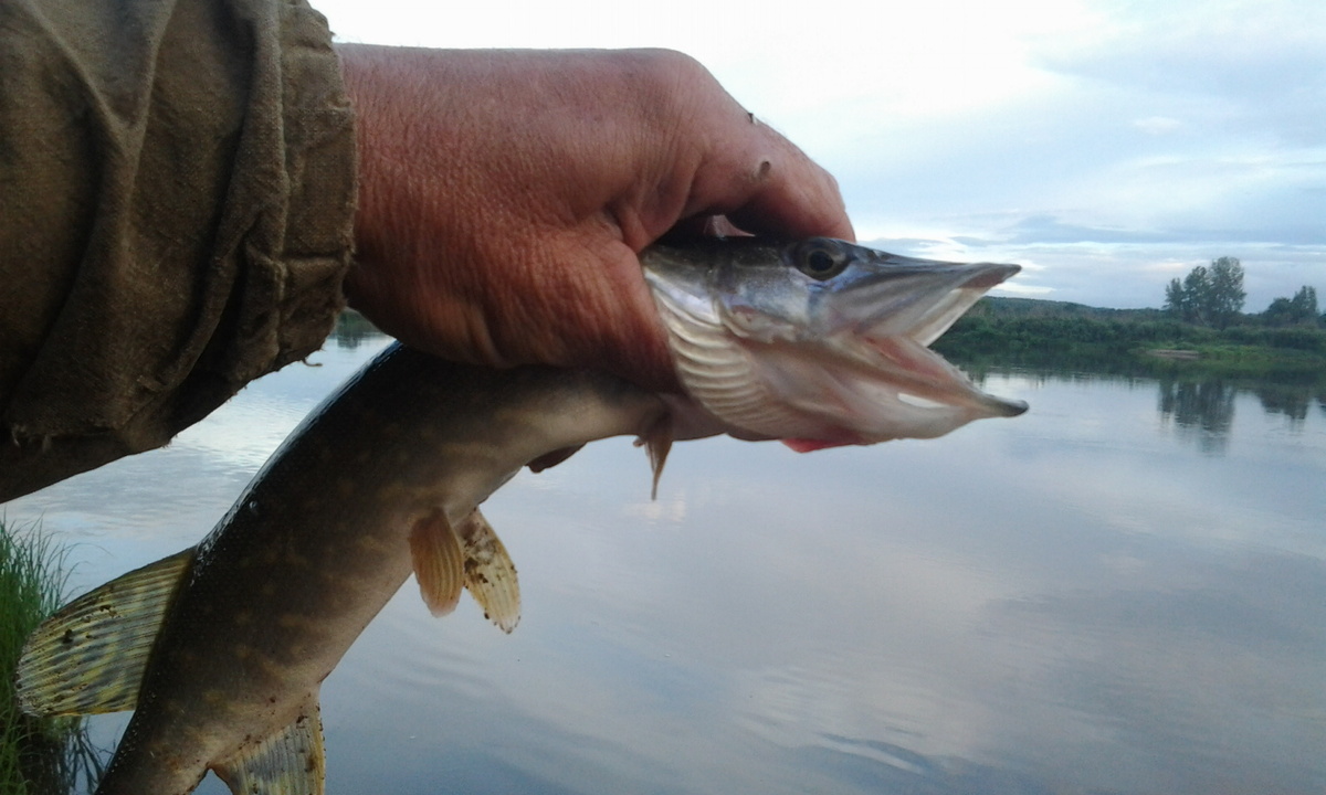 Зубастая. Фото автора.