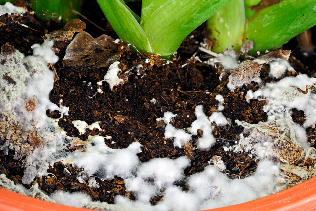    Фото: MakroBetz / Shutterstock.com