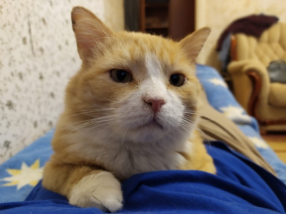    Кота я взяла из приюта, куда он попал с улицы после драки с собаками. Анастасия ФИЛАТОВА