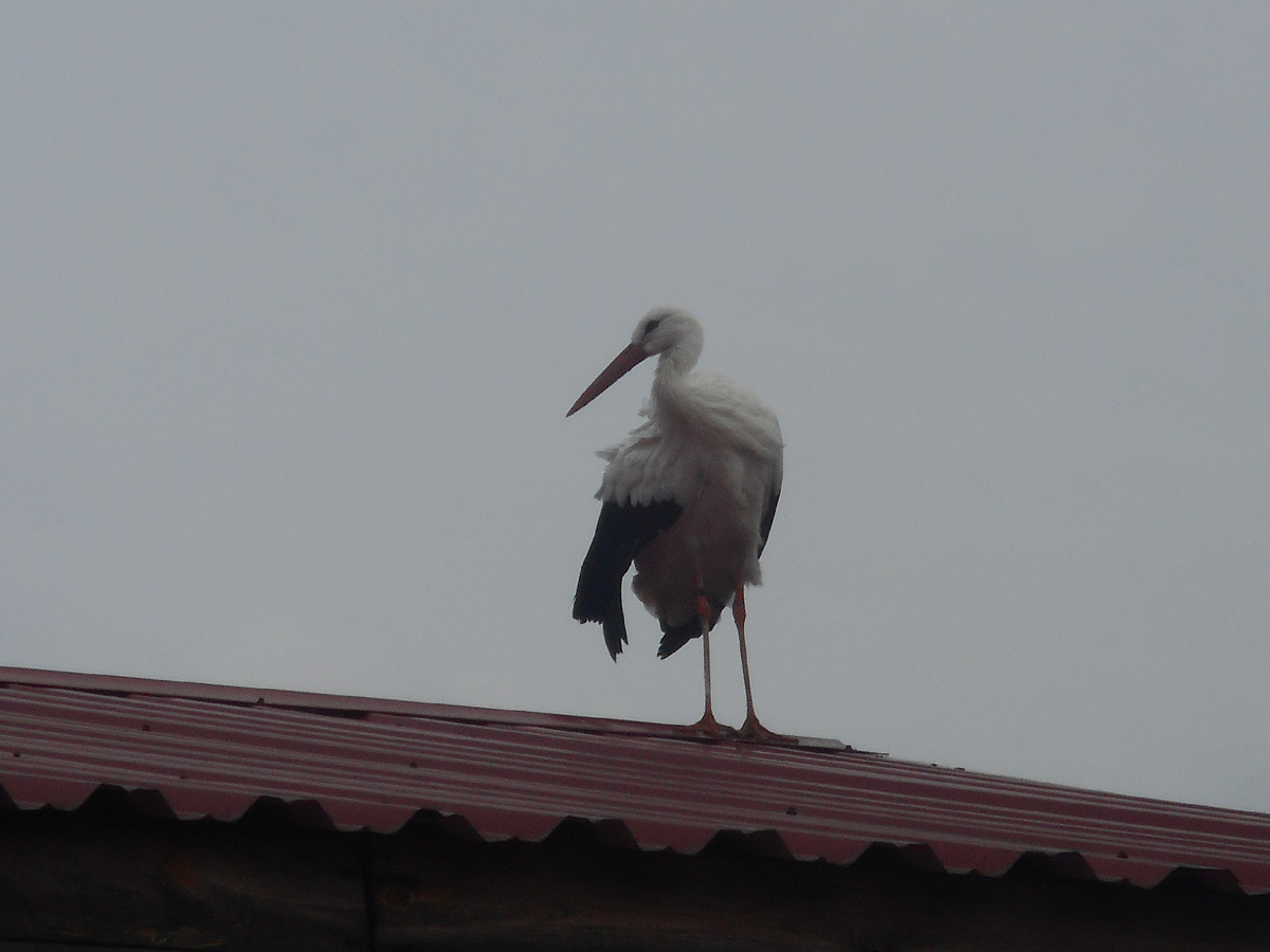 Аист на крыше