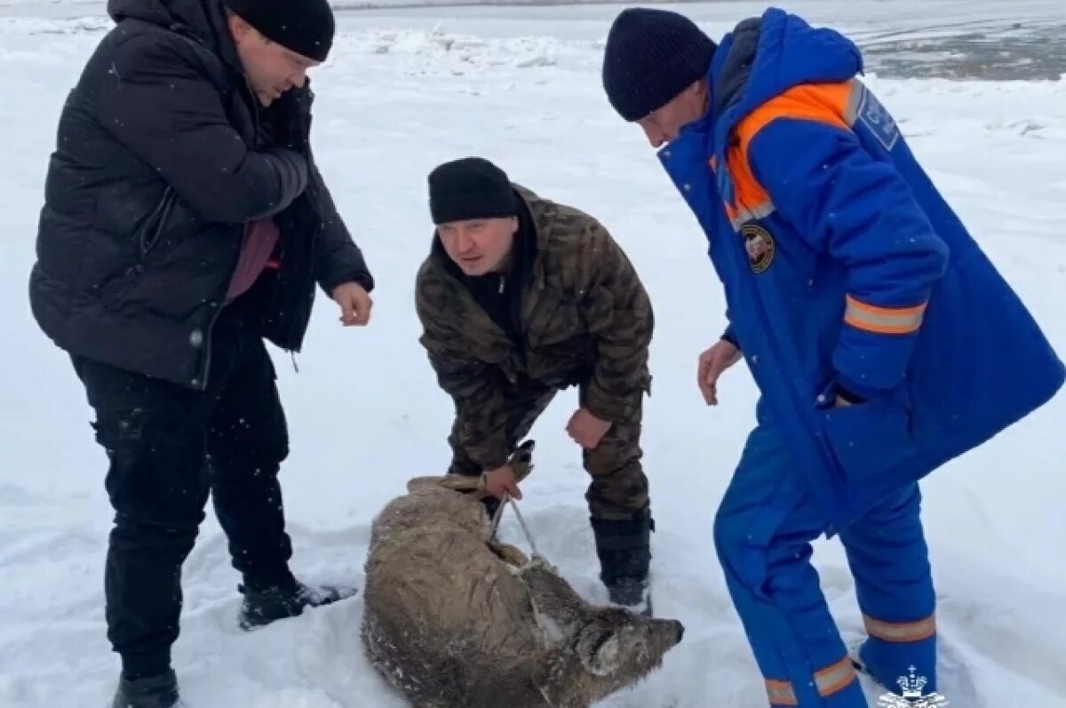    Провалившуюся в прорубь косулю спасли в Киренском районе