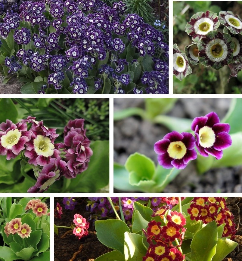 Примула ушковая.