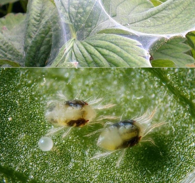 Паутинный клещ. Фото из открытых источников.