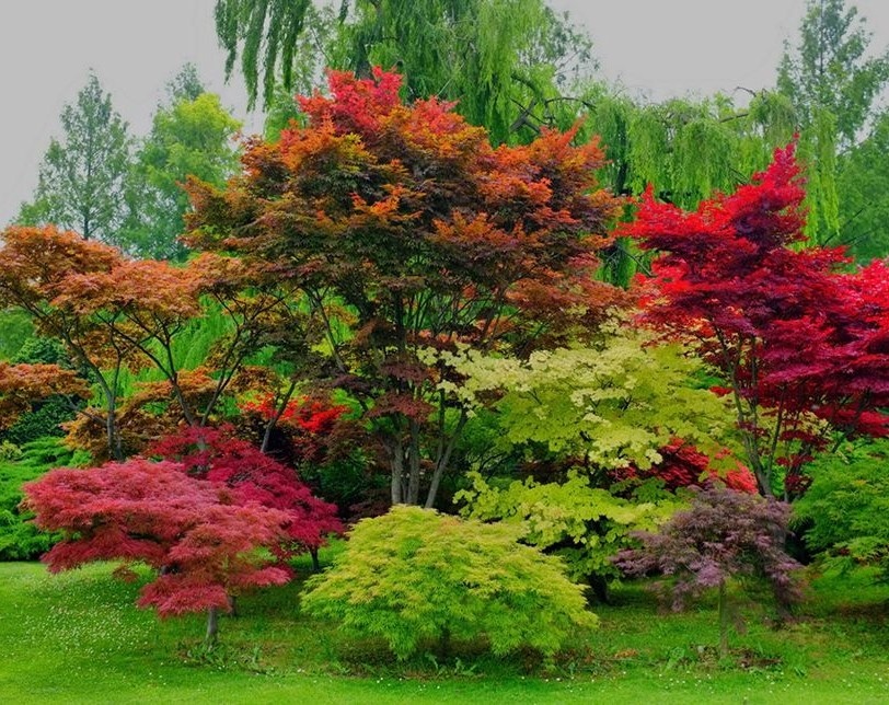 Разные виды кленов.