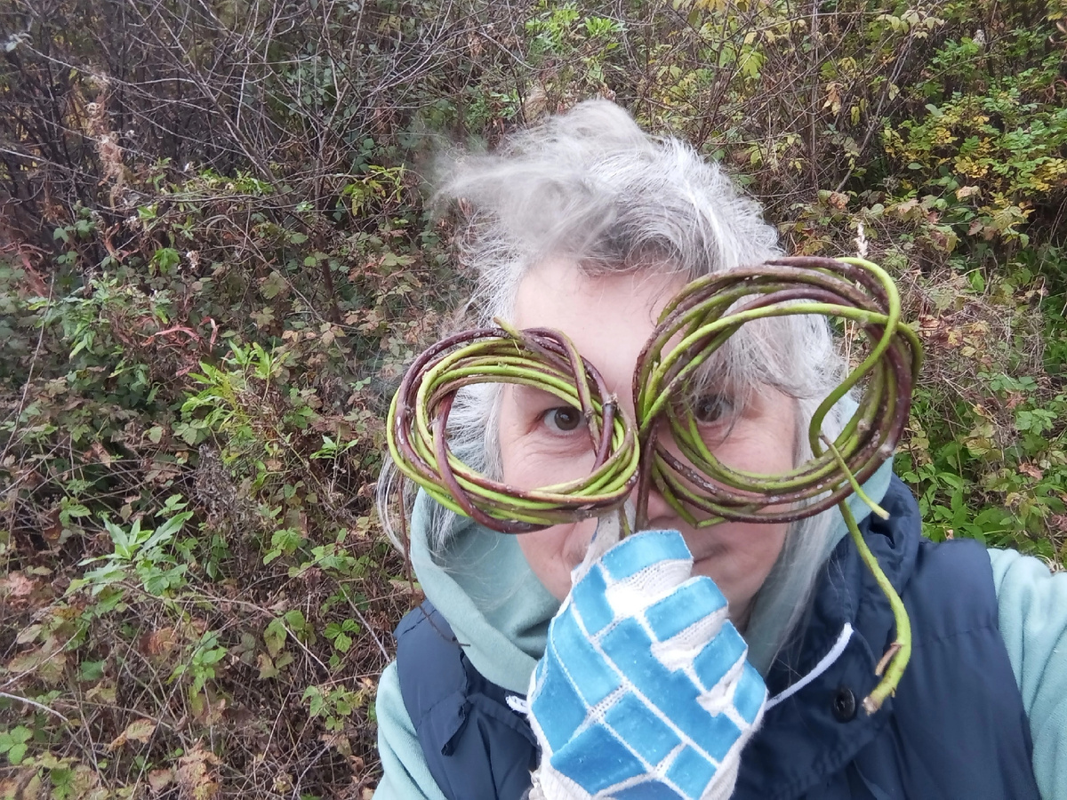 На охоте за ежевичным прутом