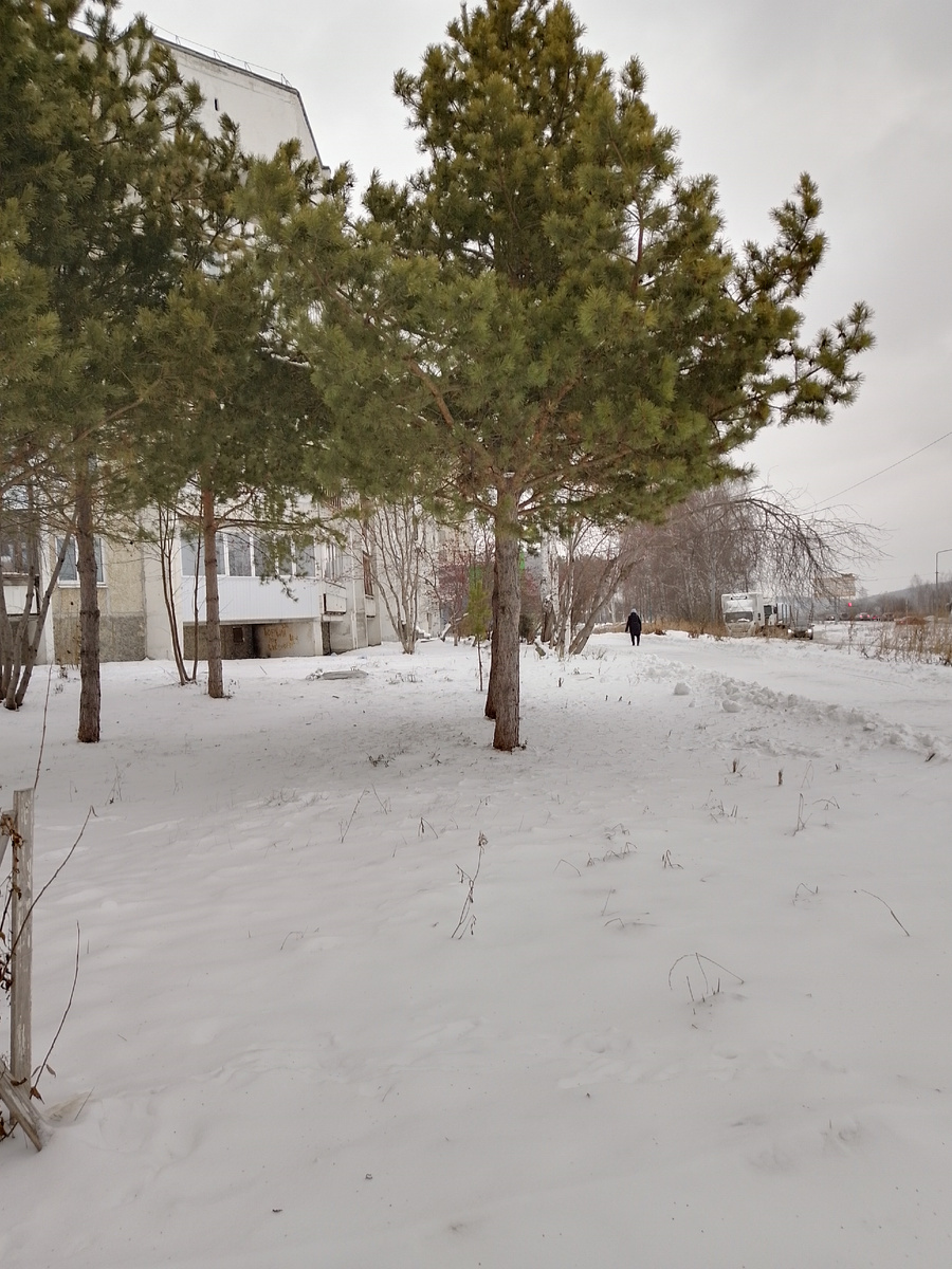 Сосны; следом в галерее рябиновый двор