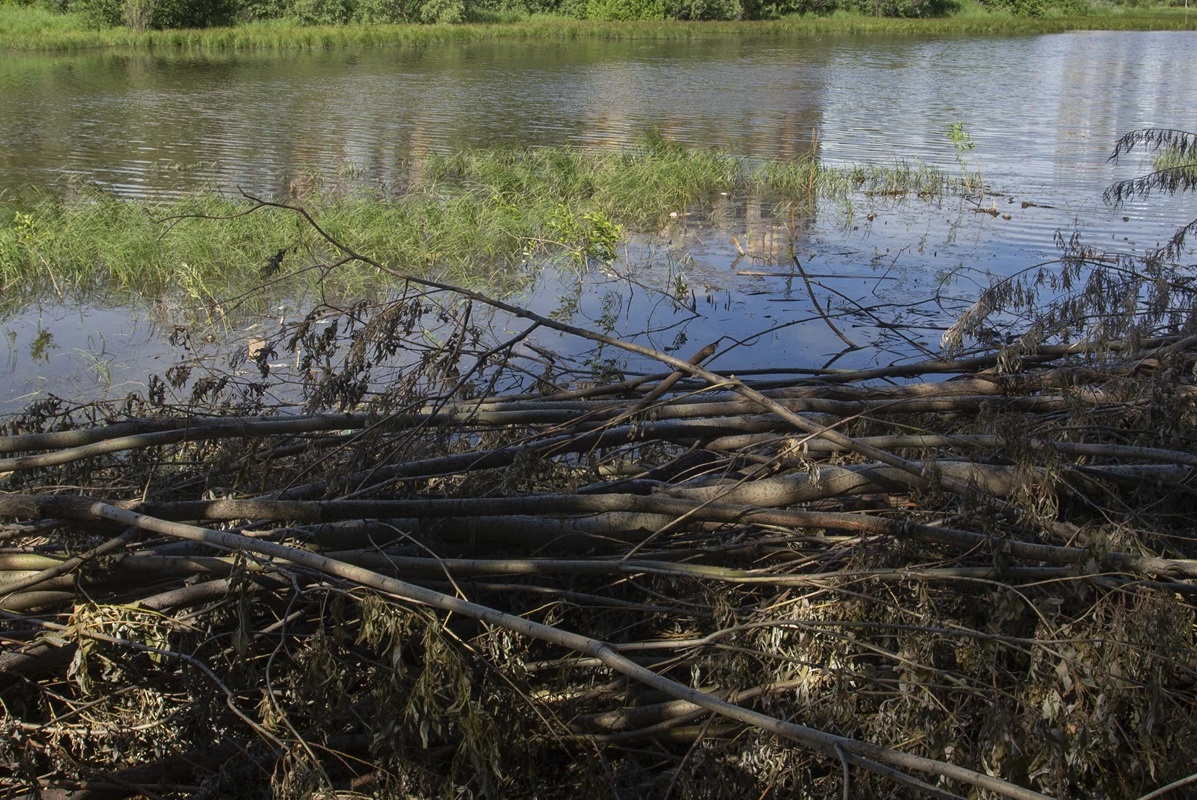    Реку Бардаковку в Сургуте очищать не планируют
