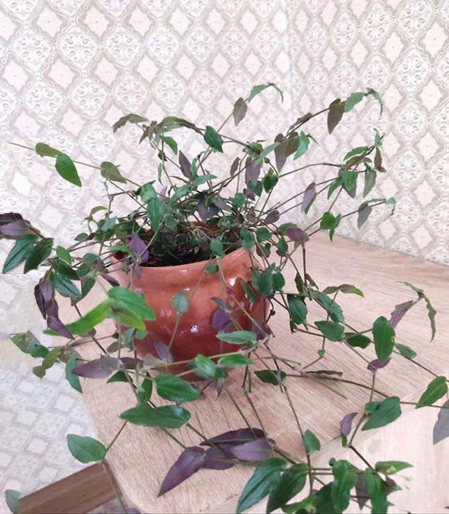 Гибазис "Белая фата"