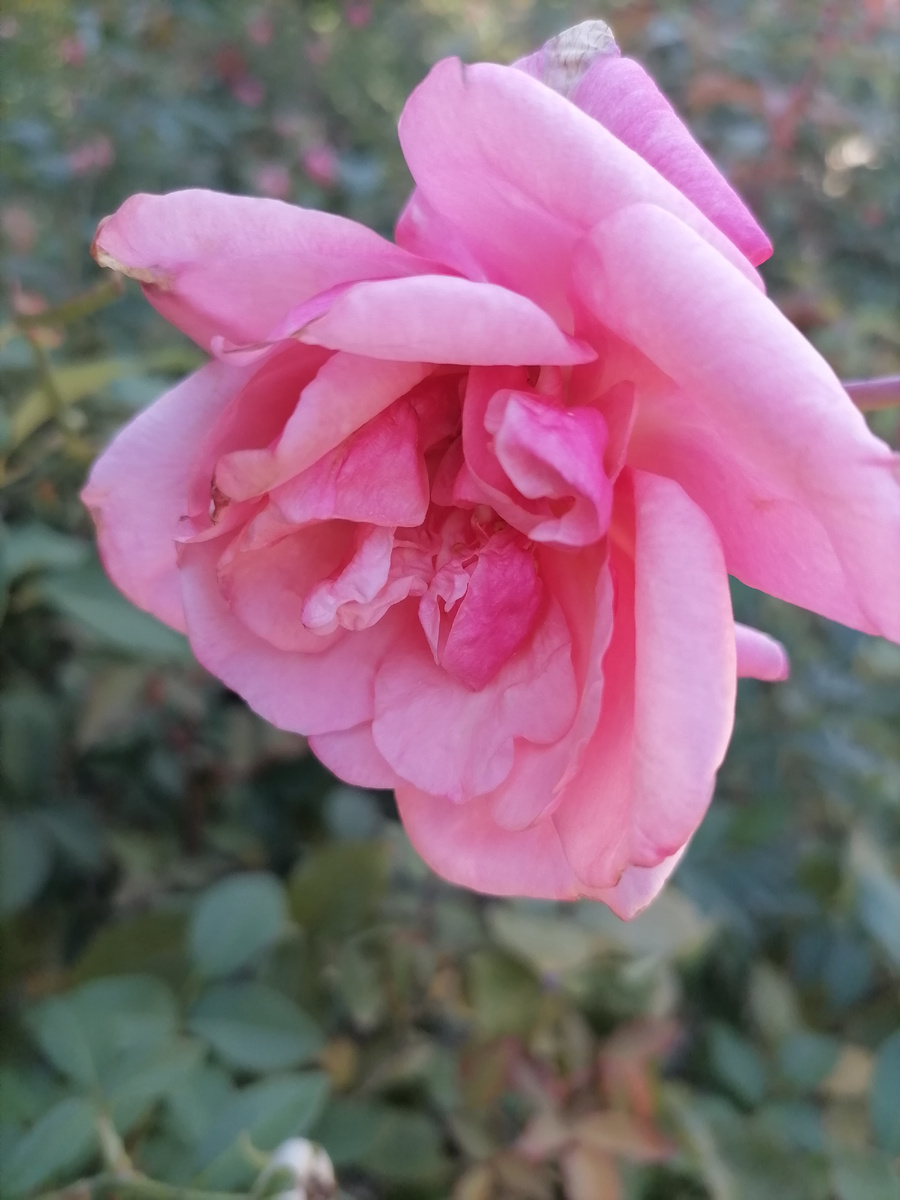 Роза сейчас в нашем саду. фото автора.