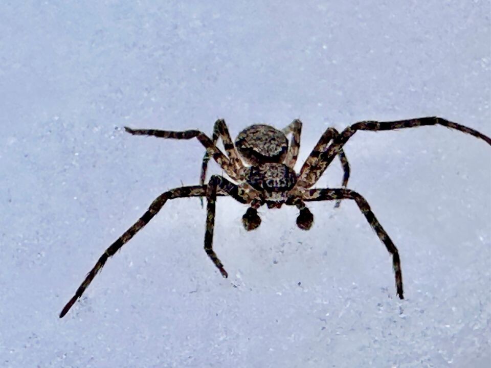    Паук. Источник: vk.com/altzapovednik