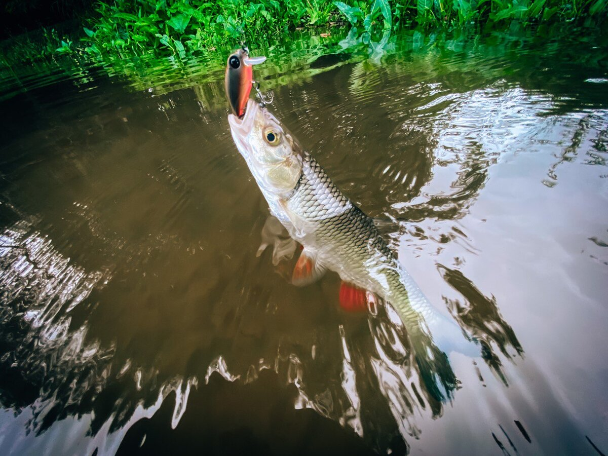 Фото с сайта: https://avatars.dzeninfra.ru