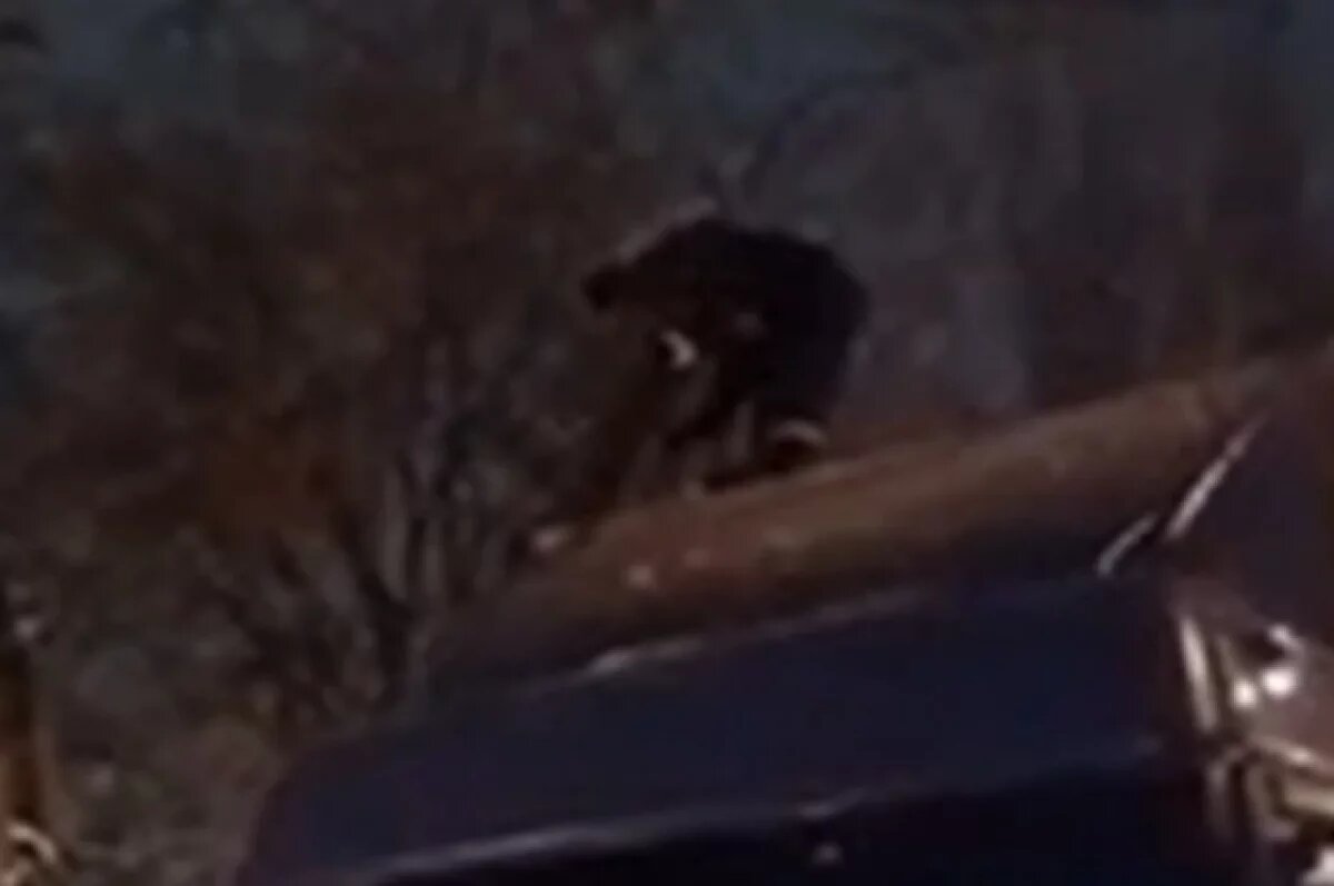    В Новосибирске аварийное дерево упало на грузовик Mercedes