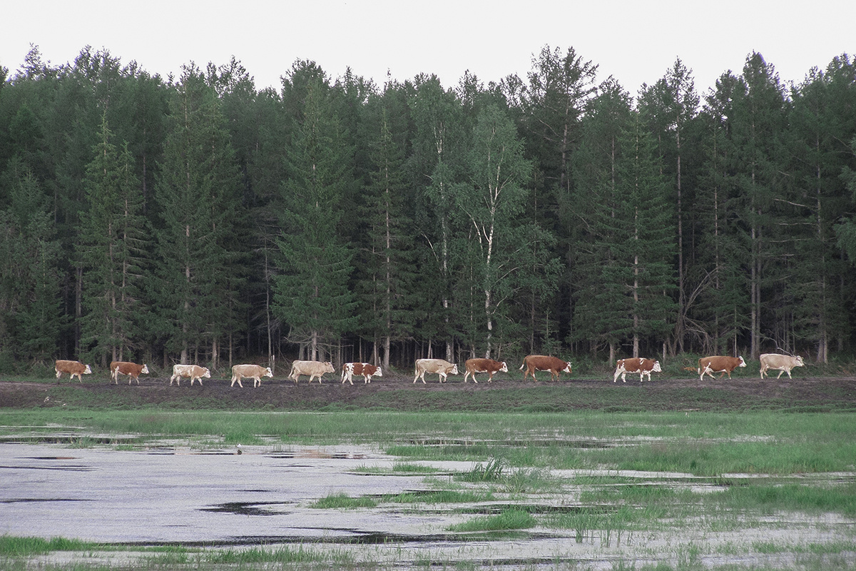 Село Бетюнг располагается в 565 километрах от Якутска, в 59 километрах от районного центра — города Вилюйска — и в 12 километрах от федеральной трассы. Более глубокое расстояние от трассы дает тишину вдали от автомобильного транспорта, большую чистоту. 20 июля 2008 года Фото: Вячеслав Лю-фа