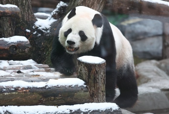    Панда Катюша