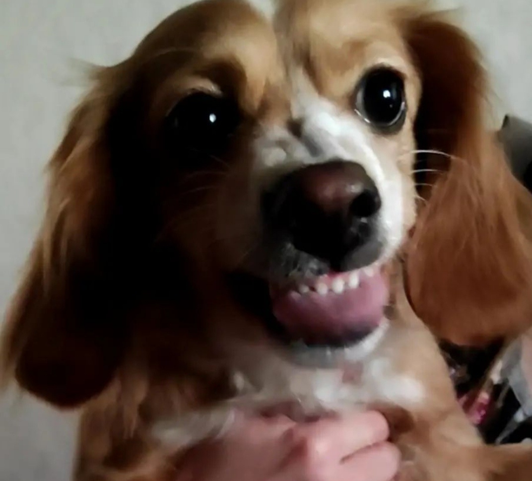 Это наша Ариша...))) много "Арëт")))) 