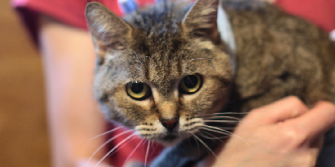 Открыли два важных сбора — подключайтесь!