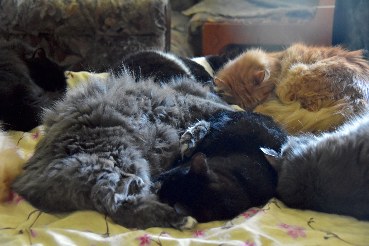 Дастиново пузо, Клякса, Никина голова, Рыжик, Даша, Мурка в углу