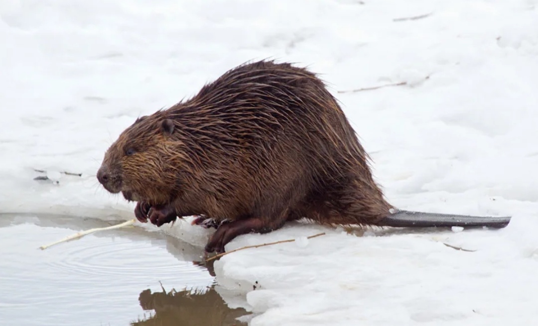Бобёр готовится к зиме