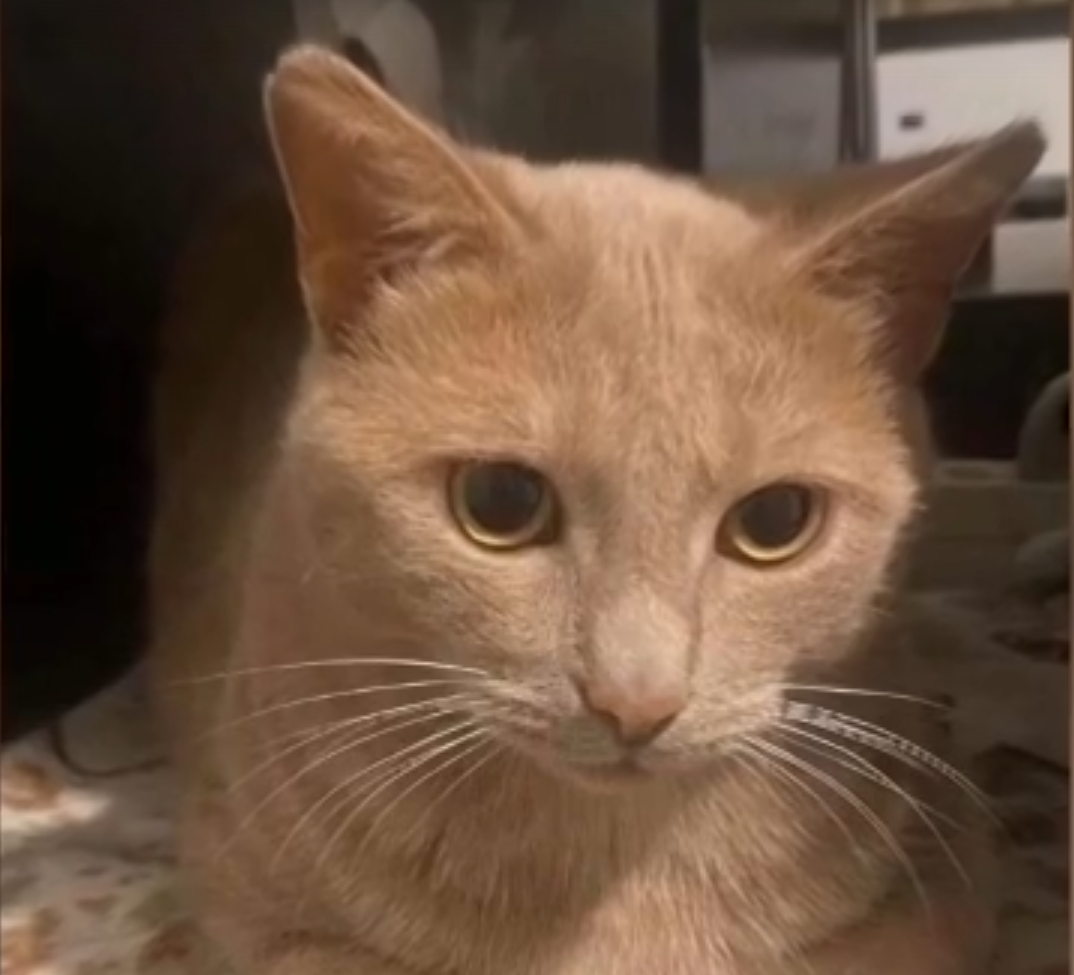 Скрин того самого кота Лучика, который пропал и нашелся.