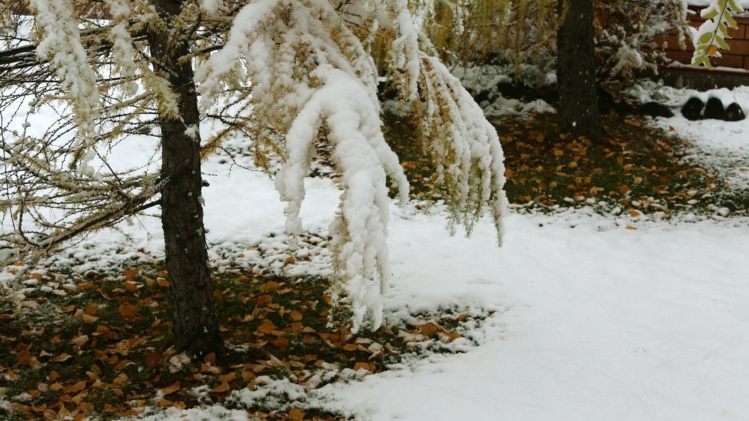    Фото: © Nikolay Gyngazov/Globallookpress
