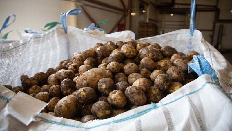    Картофель почти собрали в Ипатовском округе Фото: Дмитрий Ахмадуллин / / ИА «Победа26