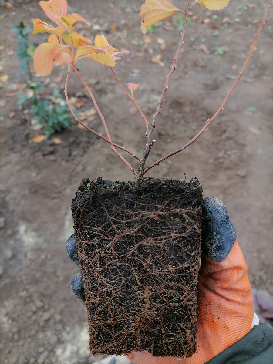 Спиреюшка. Только выживи, пожалуйста!