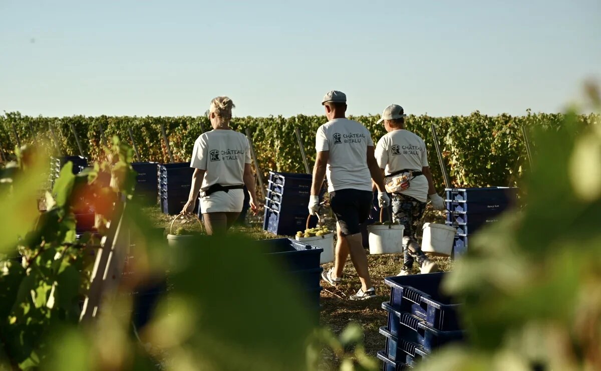    ТОП самых необычных профессий в туризме: коренщик, виноградарь, ратракист и другие