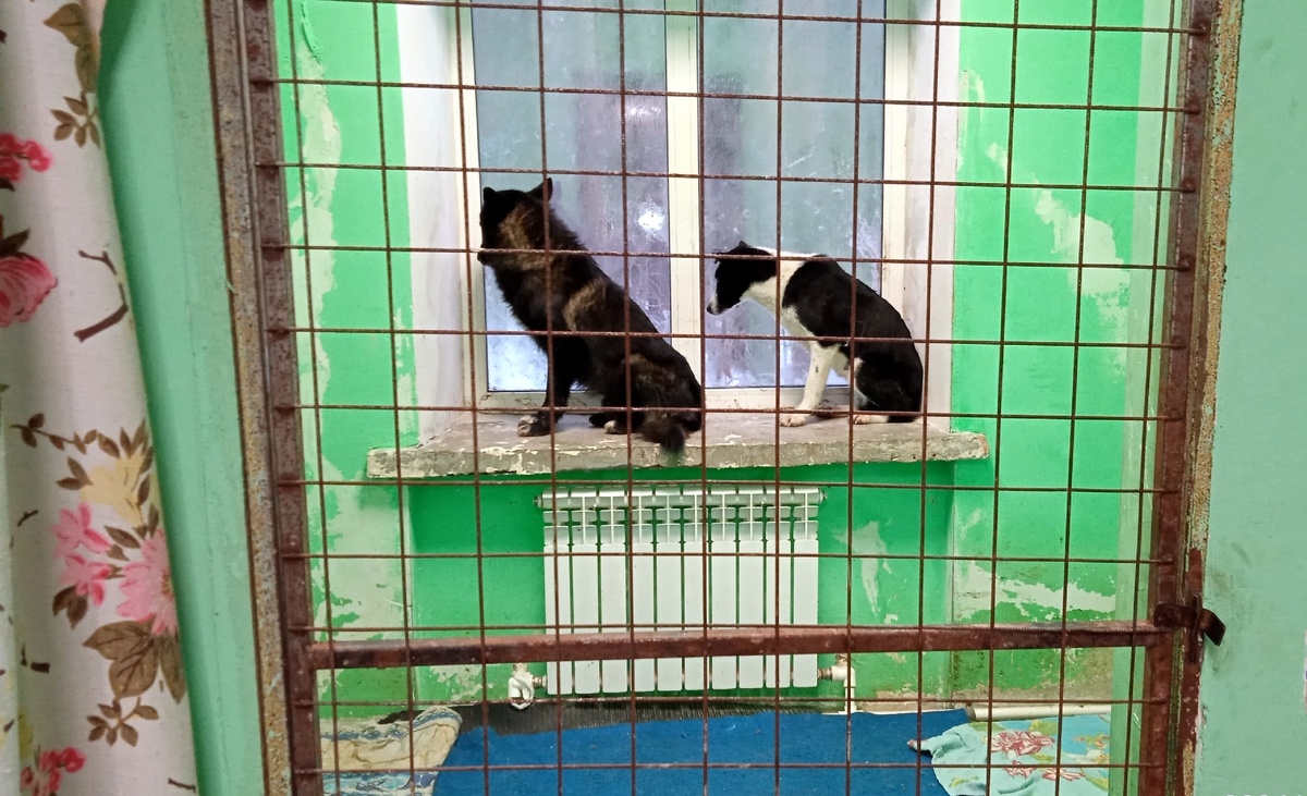 Вот они - трусишки из мусорных баков