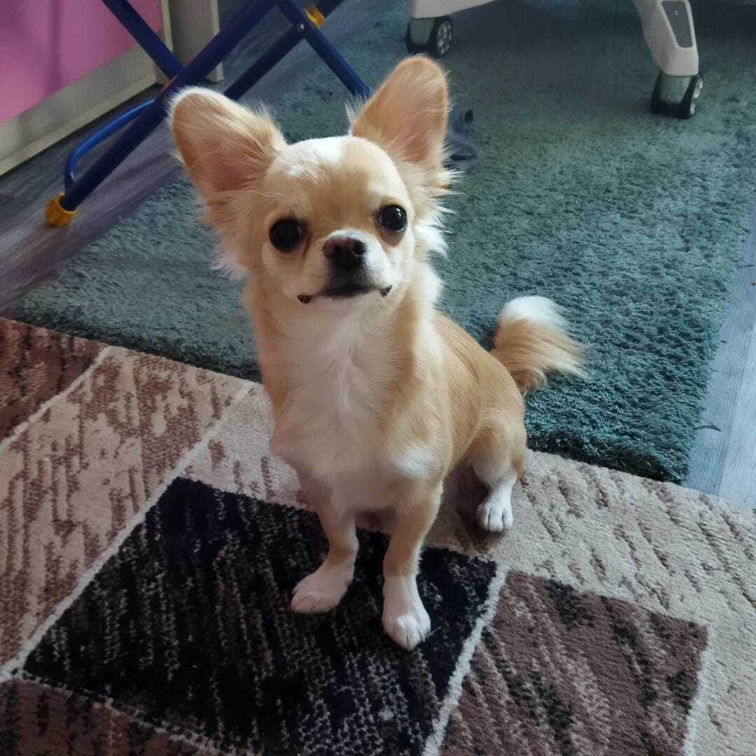 Своя игра Харли Вайс