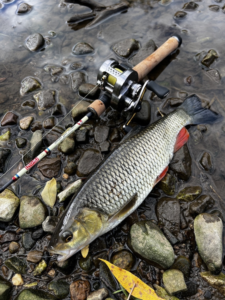 Голавль на лёгкий бейткаст - прекрасный соперник, его ловля очень интересна!