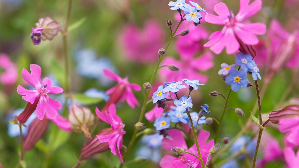 Фото: envato.com
