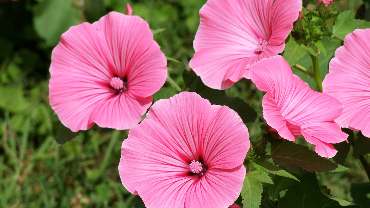 Фото: pixabay.com